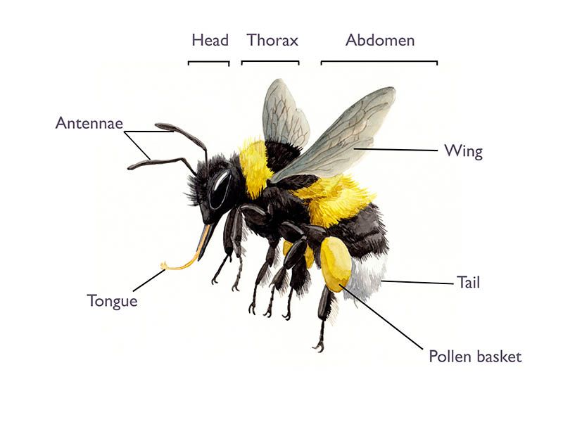 anatomical drawing of a bumblebee
